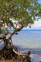 Hammock. Roatan, Honduras. by Shawn Jackson 